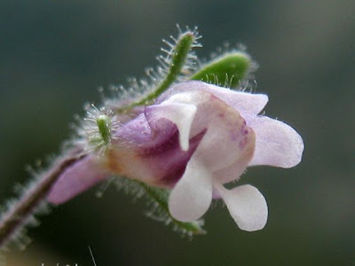 Dwarf-snapdragon