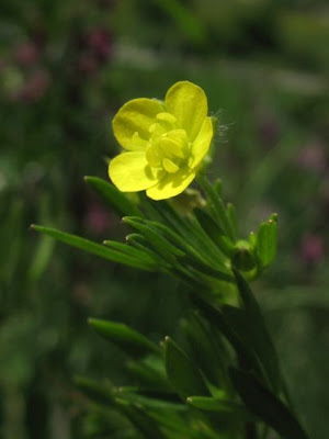 Ranunculus arvensis L.