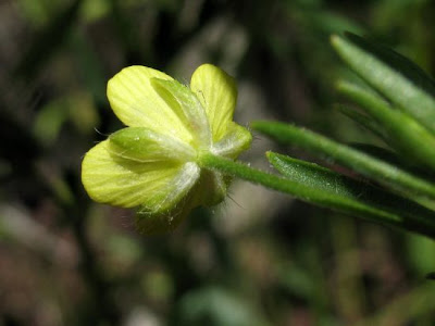 Ranunculus arvensis L.