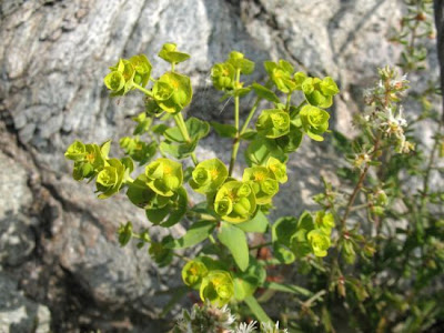 Euphorbia segetalis L.