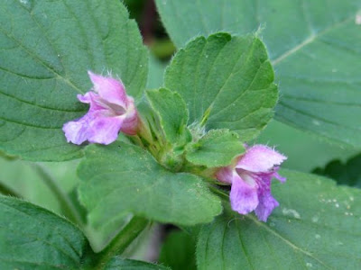 Galeopsis tetrahit,
bristlestem hempnettle,
brittle-stem hemp-nettle,
brittlestem hempnettle,
Canapa selvatica,
Canapetta comune,
common hemp-nettle,
galeopse,
gale&oacute;pse-comum,
Gemeiner Hohlzahn,
Hemp Nettle,
hemp-nettle
