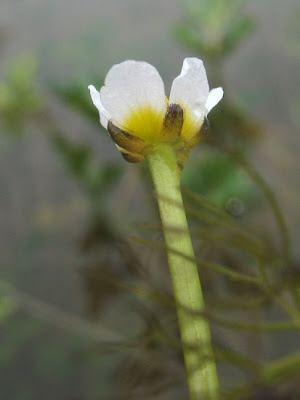 Ranunculus circinatus,
,
buttercup,
Fan Leaved Water Crowfoot,
Ranuncolo circinnato