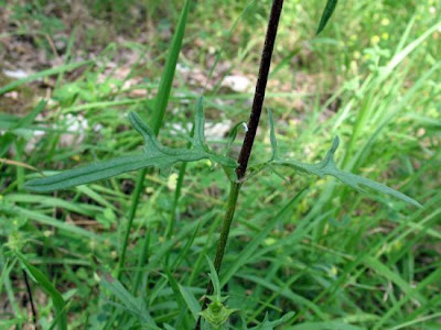 Prunella laciniata (L.) L.