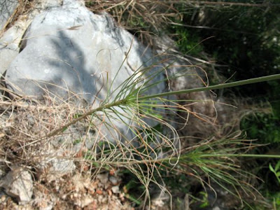 Asfodelo della Liburnia Asfodelo della Liburnia