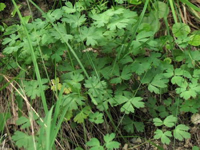 Aquilegia magellensis F. Conti & Soldano