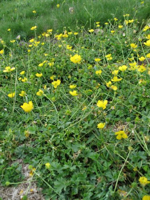 Ranunculus apenninus,
Ranuncolo di Appennino