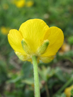 Ranunculus apenninus,
Ranuncolo di Appennino