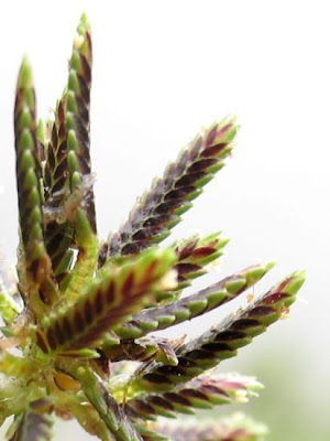 Cyperus fuscus L.
