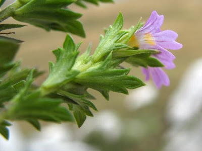 Salisburg eyebright