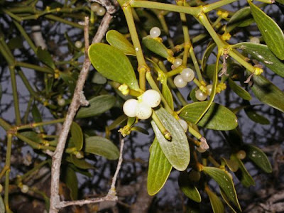 European mistletoe European mistletoe