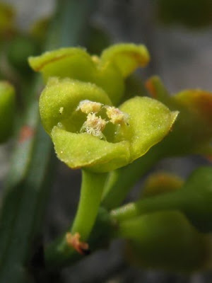 Ginestrella comune