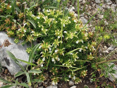 Teucrium montanum L.