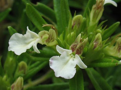 Teucrium montanum L.