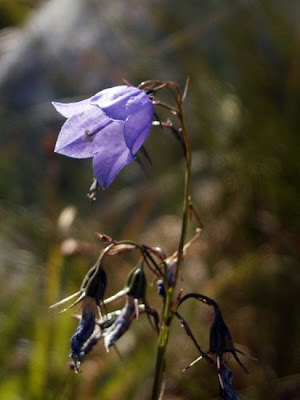 Campanula micrantha Bertol.