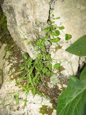 Campanula di Tanfani Campanula di Tanfani