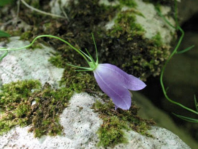 Campanula di Tanfani Campanula di Tanfani