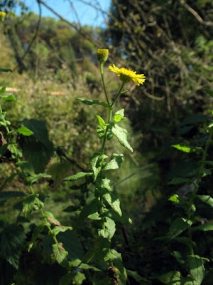 Incensaria comune