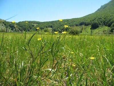 Ranunculus flammula,
greater creeping spearwort,
lesser spearwort,
Ranuncolo delle passere,
spearwort,
spearwort buttercup