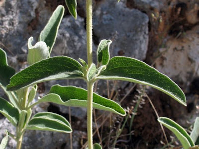 Phlomis fruticosa L.