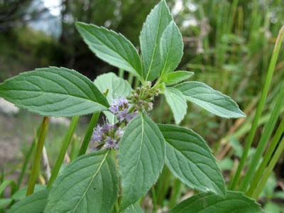 Mentha arvensis L. subhyb. veronensis Lebeau