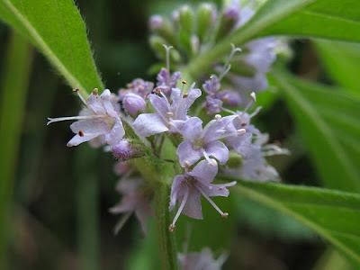 Mentha arvensis L. subhyb. veronensis Lebeau