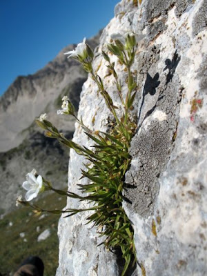 Appenean Sandwort
