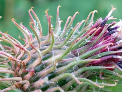 Arctium minus (Hill) Bernh.