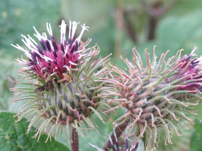 Arctium minus (Hill) Bernh.