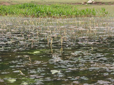 Myriophylle en epi