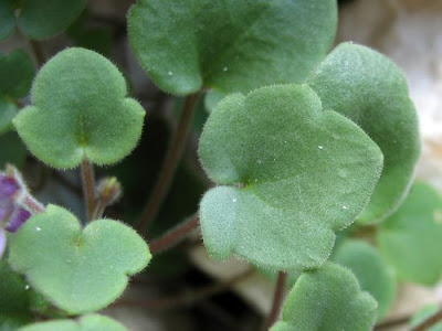 Italian Toadflax