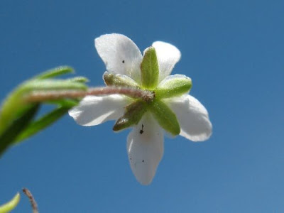 Sagina glabra,
Sagina glabra