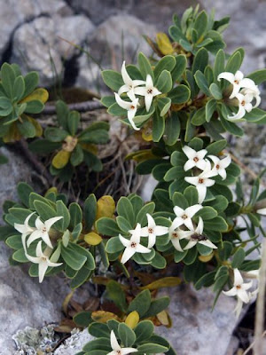 Dafne spatolata Dafne spatolata