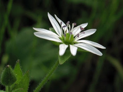 Centocchio acquatico