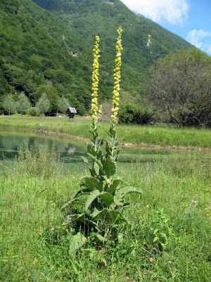 Verbasco a foglie lunghe