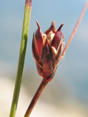 Giunco delle creste Giunco delle creste
