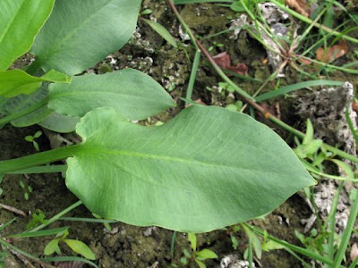 Alisma plantago-aquatica L.