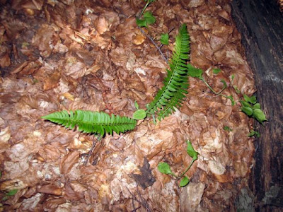 Polystichum lonchitis (L.) Roth