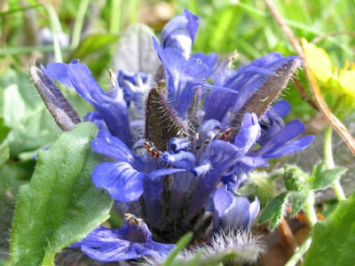 Ajuga tenorei C. Presl