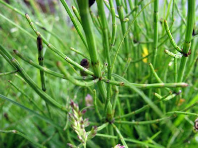 Equisetum palustre L.