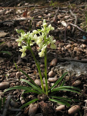 Dactylorhiza romana,
Orchide romana