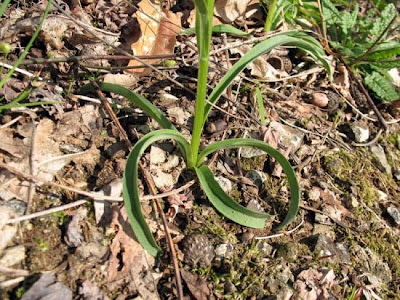 Dactylorhiza romana,
Orchide romana