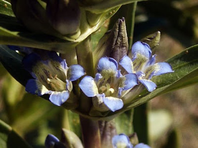 Cross Gentian Cross Gentian
