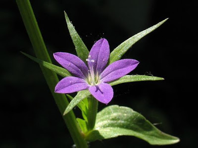 Legousia falcata (Ten.) Fritsch