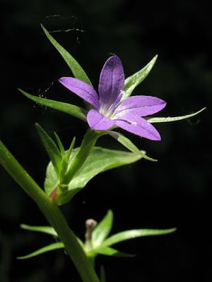 Legousia falcata (Ten.) Fritsch