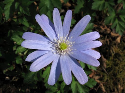 Anemone dell'Appennino Anemone dell'Appennino