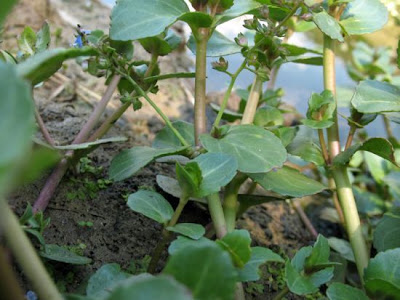Brooklime Brooklime