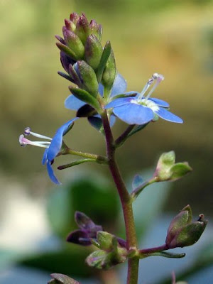 Brooklime Brooklime