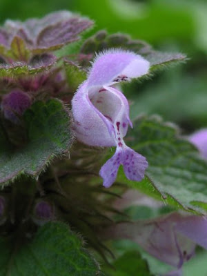 Lamium purpureum L.