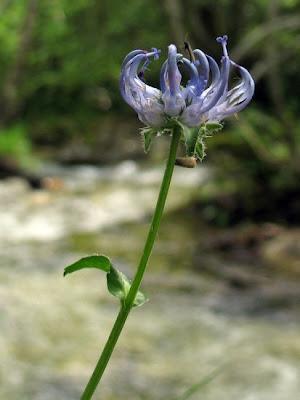 Phyteuma orbiculare L.
