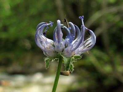 Phyteuma orbiculare L.